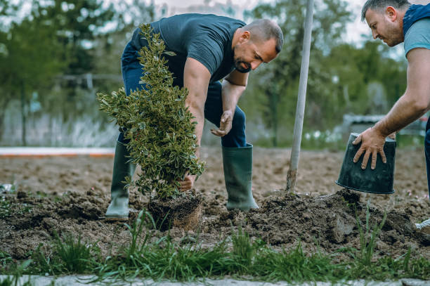 Best Storm Damage Tree Cleanup  in Malabar, FL