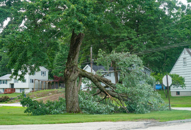 Best Leaf Removal  in Malabar, FL